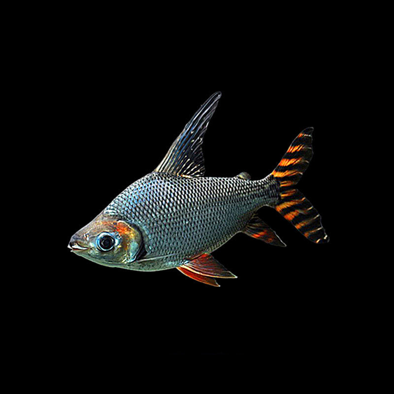 飛鳳魚 Flagtail  Characin (Semaprochilodus taeniurus)