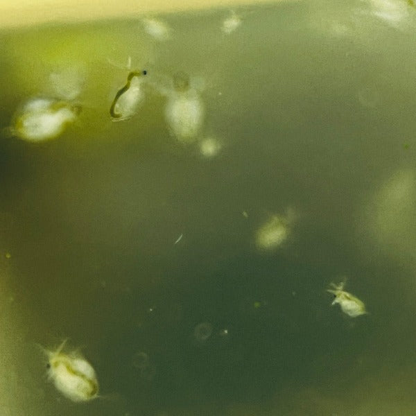 水蚤/水蝨－開口活糧－清理綠水（繁殖套餐）