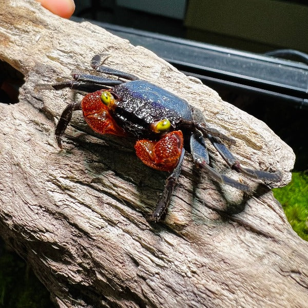紅手幽靈惡魔蟹 Red Gloves Vampire Crab ( Geosesarma sp )
