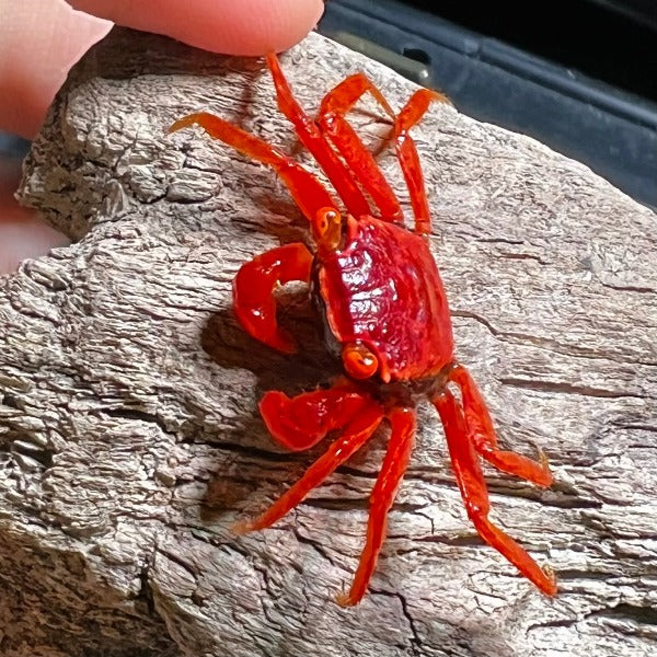 ็ช่ๆก้ญ่น Tomato Vampire Crab ( Geosesarma 'Red Ruby' ) - ๆฃฎๆต GreenFlow ...