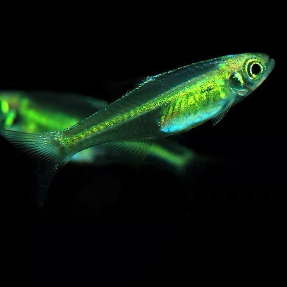 綠精靈 / 綠晶燈魚（ Microrasbora kubotai ）