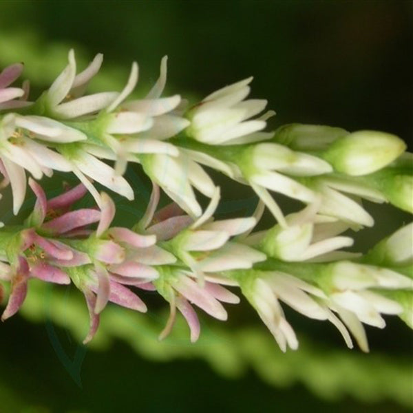 黃獨 Dioscorea bulbifera