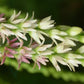黃獨 Dioscorea bulbifera