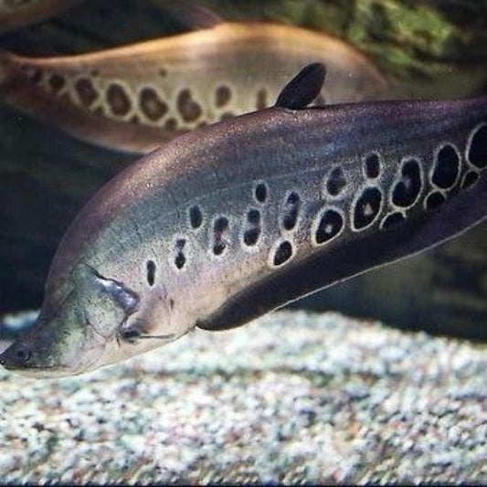 七星刀 Clown knifefish (Chitala chitala)