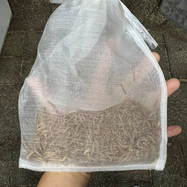 麵包蟲-活糧/活餌 Mealworm
