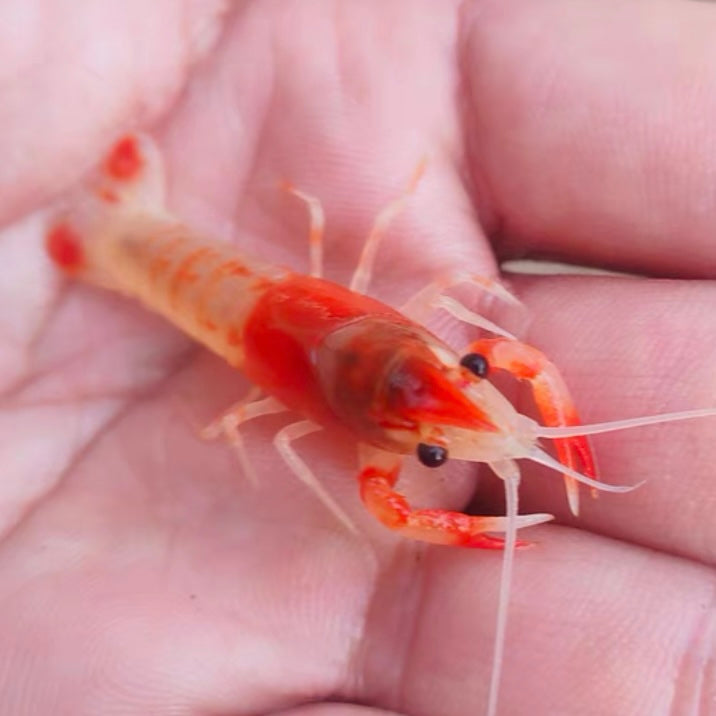 Orange ghost crayfish (Procambarus clarkii)