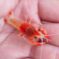 橘幽靈螯蝦（ Procambarus clarkii )