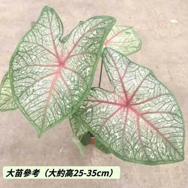 雪後 / 白女王彩葉芋 (  Caladium bicolor ‘ White Queen ’ )
