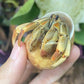 厄瓜多爾陸寄居蟹 Ecuadorian Hermit Crab ( Coenobita compressus )