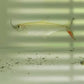 黃金猛魚 Tiger fish ( Hydrocynus vittatus )