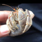 凹足寄居蟹 Cavipes Hermit Crab ( Coenobita cavipes )