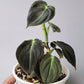Black Gold Philodendron (Philodendron Melanochrysum)