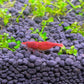 極火蝦 Fire Red Shrimp（ Neocaridina denticulata ）×10隻
