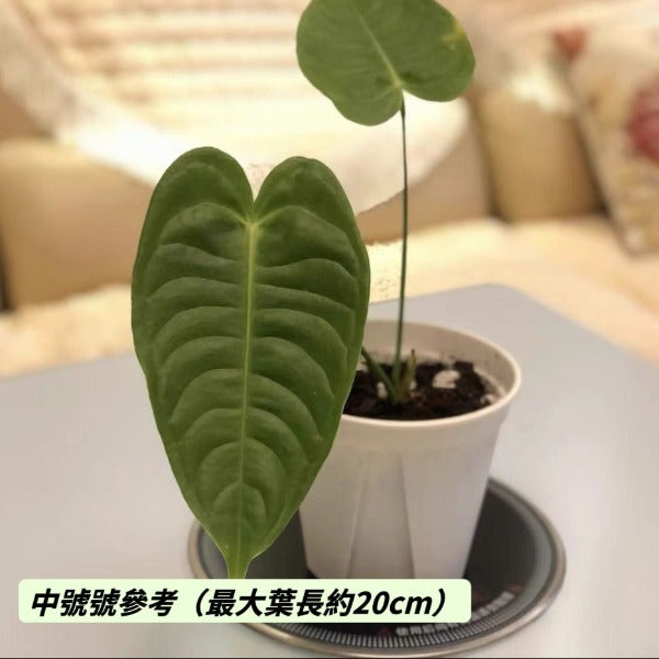 國王花燭/火鶴王花燭 ( Anthurium veitchii )