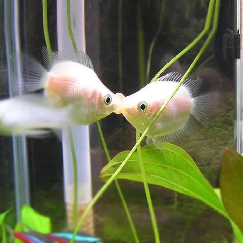 接吻魚/吻嘴魚 Kissing fish ( Helostoma temminkii )