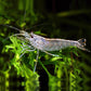 Large algae shrimp (Caridina multidentata) x 5