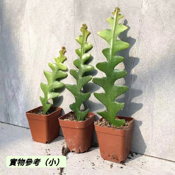 鋸齒曇花 / 魚骨令箭 Fishbone cactus ( Disocactus anguliger )