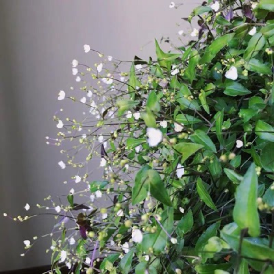 婚紗吊蘭 Gibasis geniculata