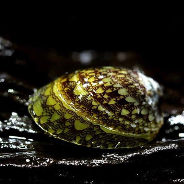 鮑魚螺-藻類剋星 ( Septaria porcellana )