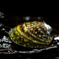 鮑魚螺-藻類剋星 ( Septaria porcellana )