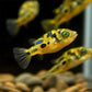 最小淡水河豚 朱古力娃娃 巧克力娃娃 Malabar pufferfish ( Carinotetraodon travancoricus )
