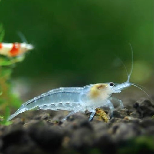 雪球蝦 Snowball shrimp（Neocaridina cf. zhangjiajiensis var. ） × 10隻