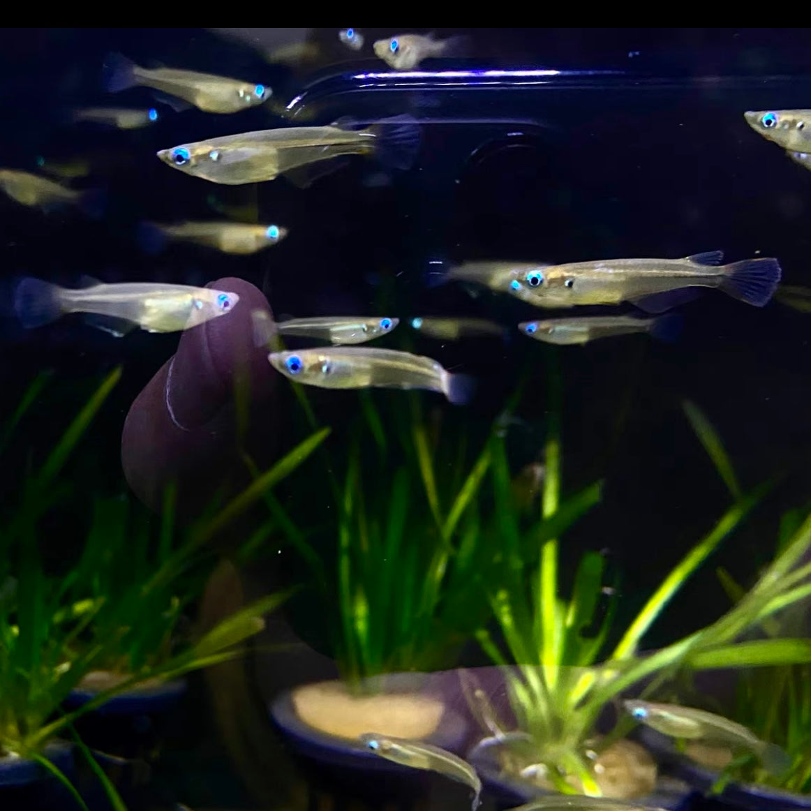 Medaka Fish – 森流 - 奇異植物、爬蟲、水族 | GreenFlow Exotic Pets & Plants