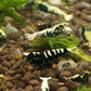 Black bee shrimp (Caridina serrata var.)×5 pieces