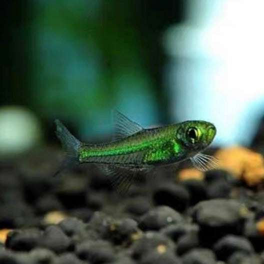 Green Elf/Green Crystal Lantern Fish (Microrasbora kubotai)