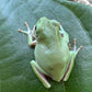 印尼老爺樹蛙 / 白氏樹蛙Indonesia Green Tree Frog （ Litoria caerulea ）
