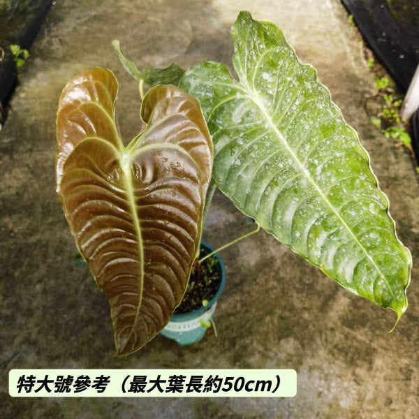 國王花燭/火鶴王花燭 ( Anthurium veitchii )