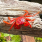 番茄惡魔蟹 Tomato Vampire Crab ( Geosesarma 'Red Ruby' )