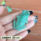 雪花老爺樹蛙 / 白氏樹蛙 Green Tree Frog （ Litoria caerulea ）
