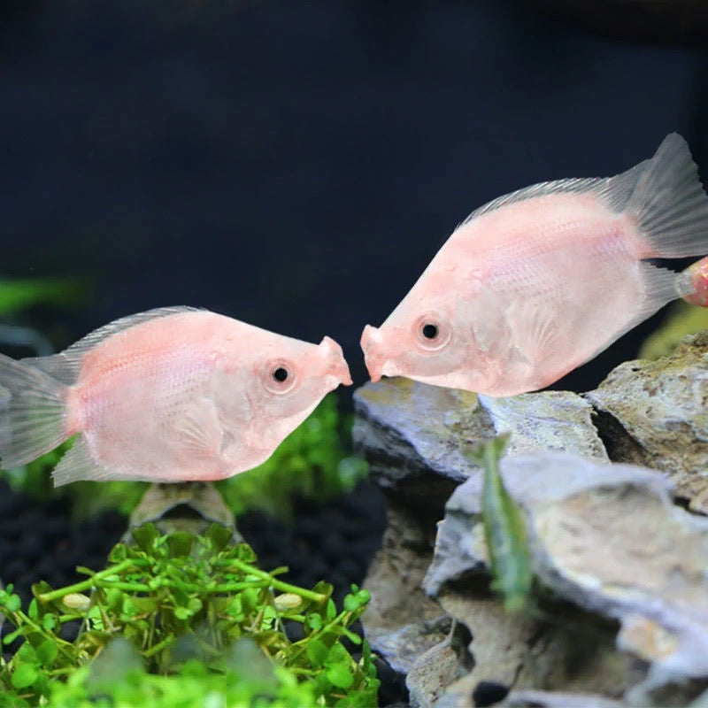 Kissing fish (Helostoma temminkii)