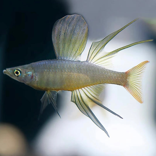 燕子美人 Threadfin rainbowfish （Iriatherina werneri）