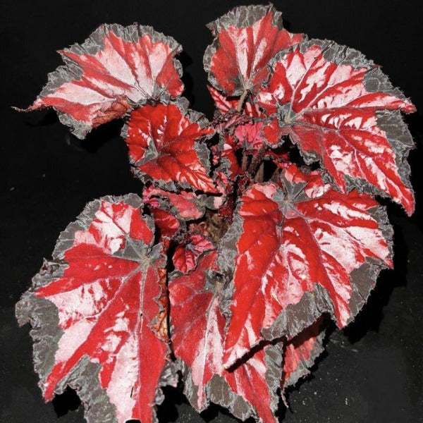 紅吻秋海棠 ( Begonia rex 'red kiss' ) 