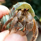 凹足寄居蟹 Cavipes Hermit Crab ( Coenobita cavipes )