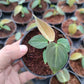 Black Gold Philodendron (Philodendron Melanochrysum)