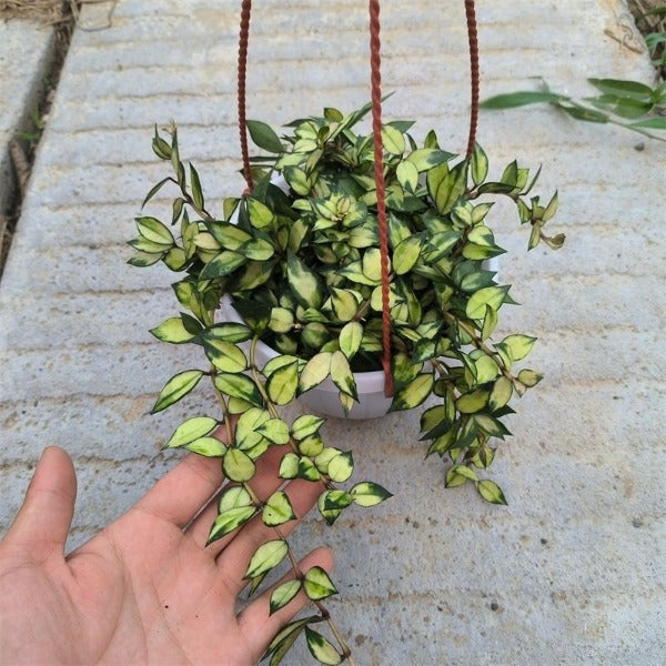 天涯球蘭 /天涯毬蘭  ( Hoya lacunosa var. )