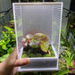 亞克力跳蛛飼養盒 Jumping Spider Mantis Mini Enclosure Cage Terrarium