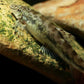 缨口鳅（ Crossostoma davidi ）