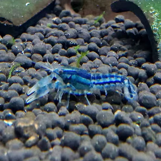 特薩努侏儒藍螯蝦 Brazos Dwarf Crayfish ( Cambarellus texanus 'Blue' )