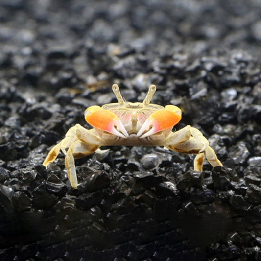 Mini Chili Crab (Ilyoplax deschampsi)