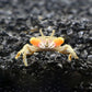 迷你辣椒蟹 Mini Chili Crab (Ilyoplax deschampsi)
