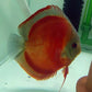 Ziyan God of Wealth Colorful Angelfish (Pterophyllum scarale)