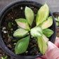 休斯科爾球蘭 Hoya heuschkeliana variegata