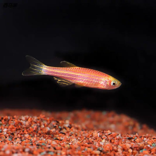 螢光紅斑馬 Zebrafish （Danio rerio）x 3條
