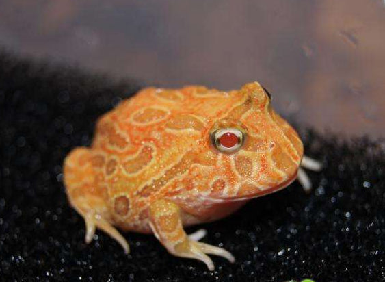 南瓜角蛙 Pumpkin Pacman Frog (Ceratophrys cranwelli)