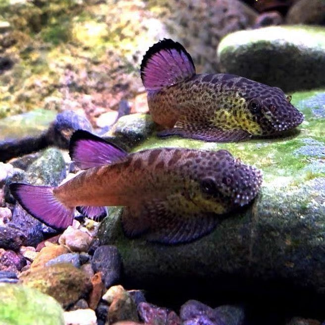紫鰭吸鰍 ( Pseudogastromyzon laticeps ) - 森流 GreenFlow - 動植物造景專門店