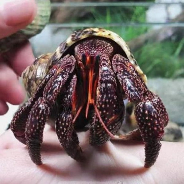黑莓寄居蟹 Black Strawberry Hermit Crab ( Coenobita perlatus )